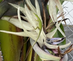 Anolis carolinensis