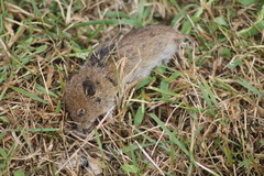 Microtus arvalis