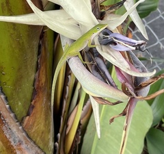 Anolis carolinensis