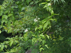 Clematis apiifolia apiifolia
