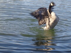 Branta canadensis