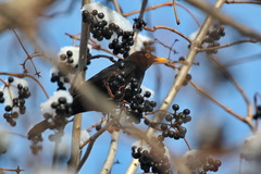 Turdus merula