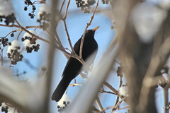 Turdus merula