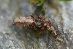 Dahlica triquetrella