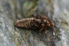 Dahlica triquetrella