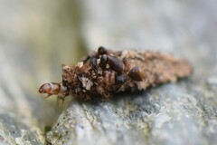 Dahlica triquetrella