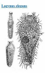 Lagynus elegans