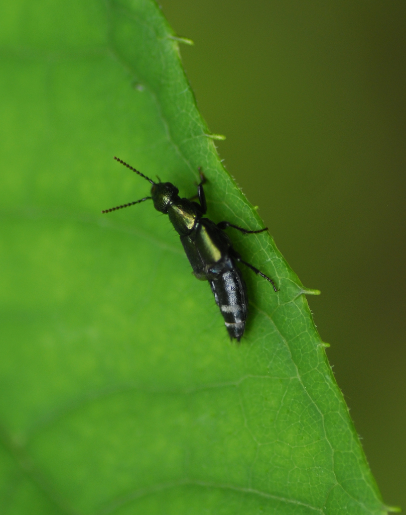 Platydracus cyaneus