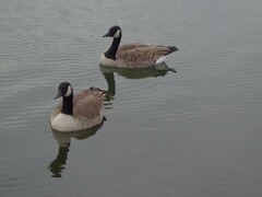 Branta canadensis