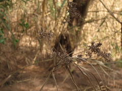 Cyperus javanicus