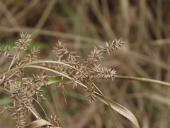 Cyperus javanicus