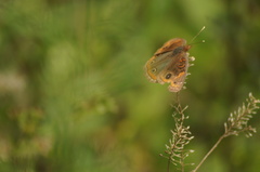 Junonia evarete