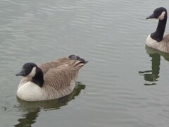 Branta canadensis