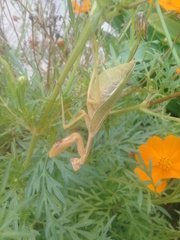 Stagmatoptera femoralis