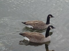 Branta canadensis