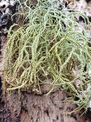 Usnea rubicunda