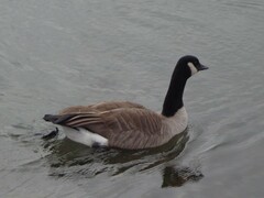 Branta canadensis