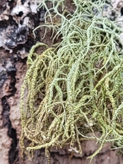 Usnea rubicunda
