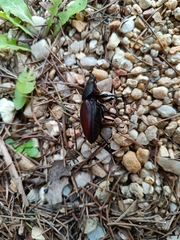 Lucanus cervus