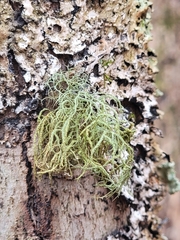 Usnea rubicunda