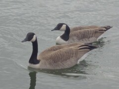 Branta canadensis