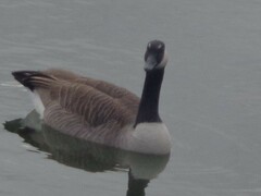 Branta canadensis