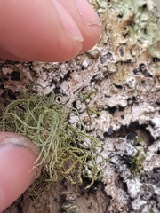 Usnea rubicunda