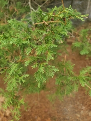Chamaecyparis thyoides