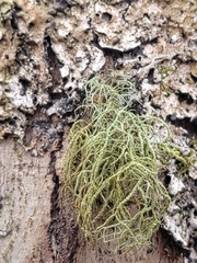 Usnea rubicunda