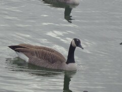 Branta canadensis
