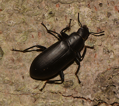 Alobates pensylvanicus