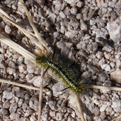 Lophocampa