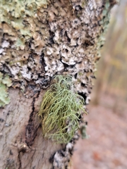 Usnea rubicunda