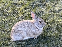 Sylvilagus nuttallii