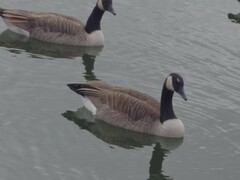 Branta canadensis