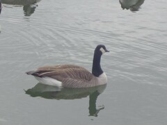 Branta canadensis