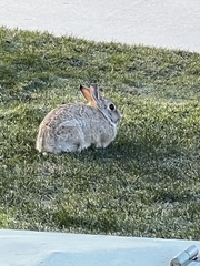 Sylvilagus nuttallii