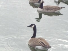 Branta canadensis