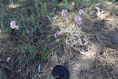 Polygala anatolica