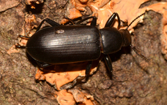 Alobates pensylvanicus