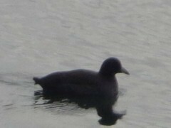 Fulica americana