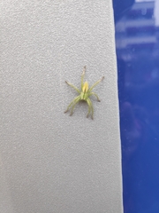 Micrommata