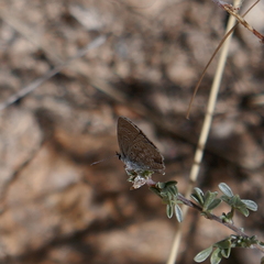 Hemiargus ceraunus