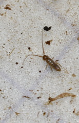 Pogonognathellus longicornis