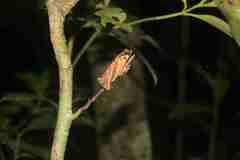 Rhinella margaritifera