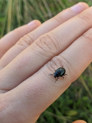 Chrysolina haemoptera