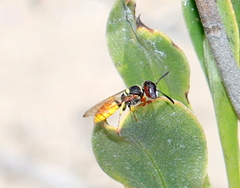 Philanthus triangulum diadema