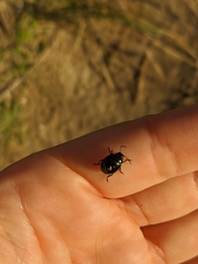Chrysolina haemoptera