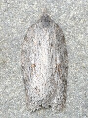 Acleris maximana