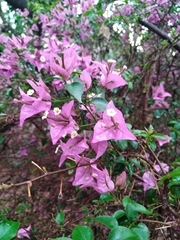 Bougainvillea glabra